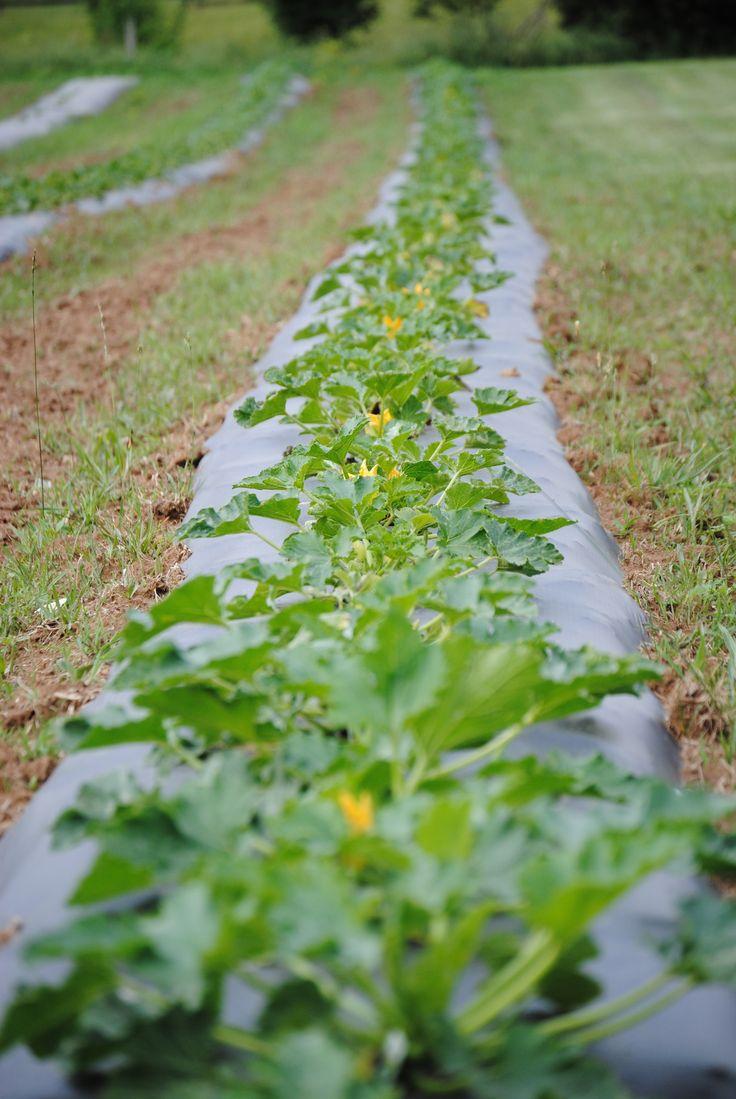 Greenhouse and mulch films