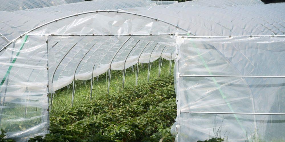 Greenhouse and mulch films