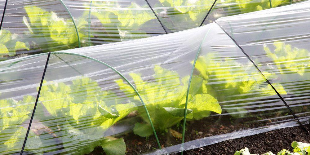 Greenhouse and mulch films