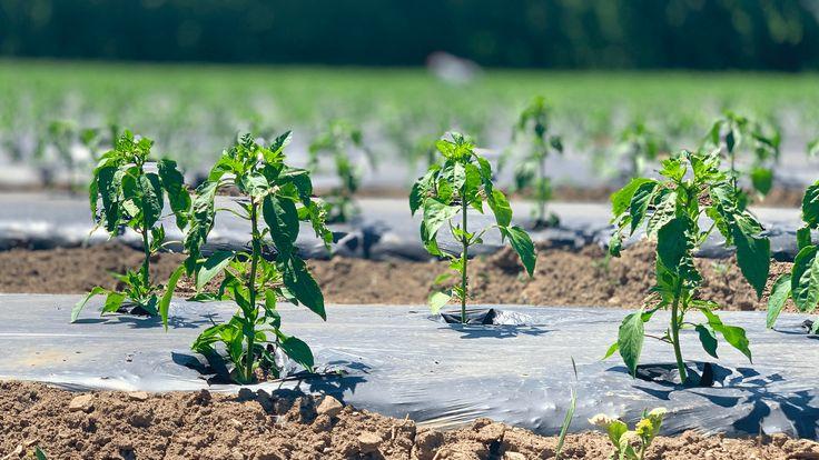 Greenhouse and mulch films